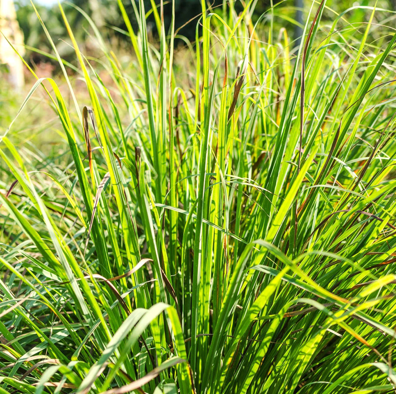 West Indian Lemongrass Seeds | Citronella Lemon Grass Mosquito Repellent 2025