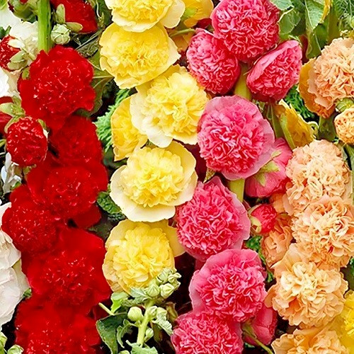 Summer Carnival Hollyhock Seeds – Mixed Colors | Tall Heirloom Alcea | Perennial