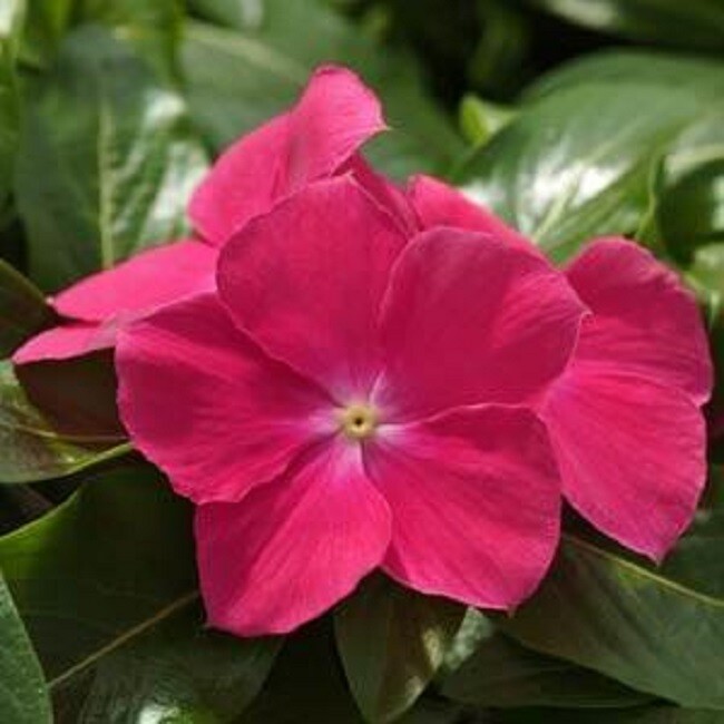 Vinca Seeds 50 Seeds Mediterranean XP Hot Rose