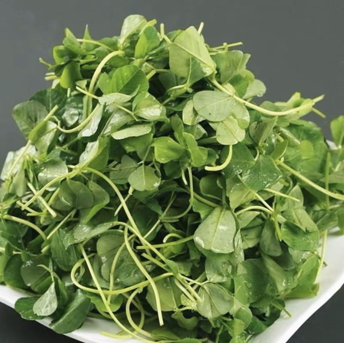 500+Medicago hispida Seeds Shanghai Alfalfa Organic Vegetable500多粒上海草头菜金花菜种子2023