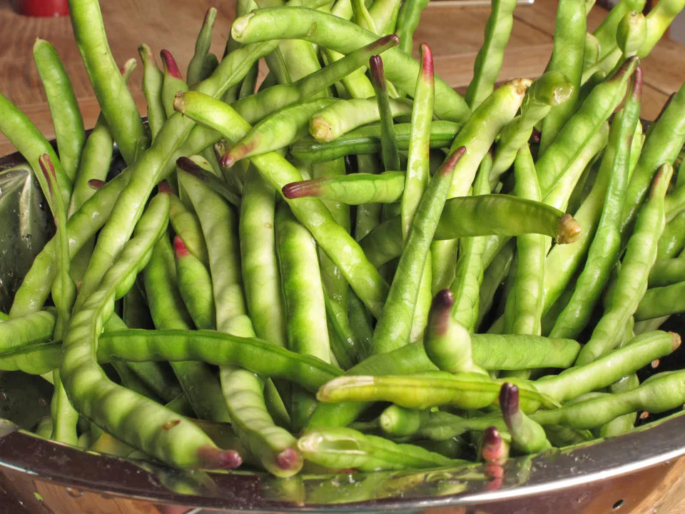 Black Eyed Pea Seeds | California No. 5 Blackeye Cowpea Fresh Cow Bean Seed 2024