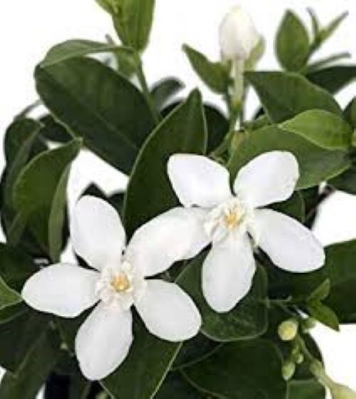 Asian Snow Jasmine~Wrightia antidysenter~Small Rooted STARTER Plant~Fragrant