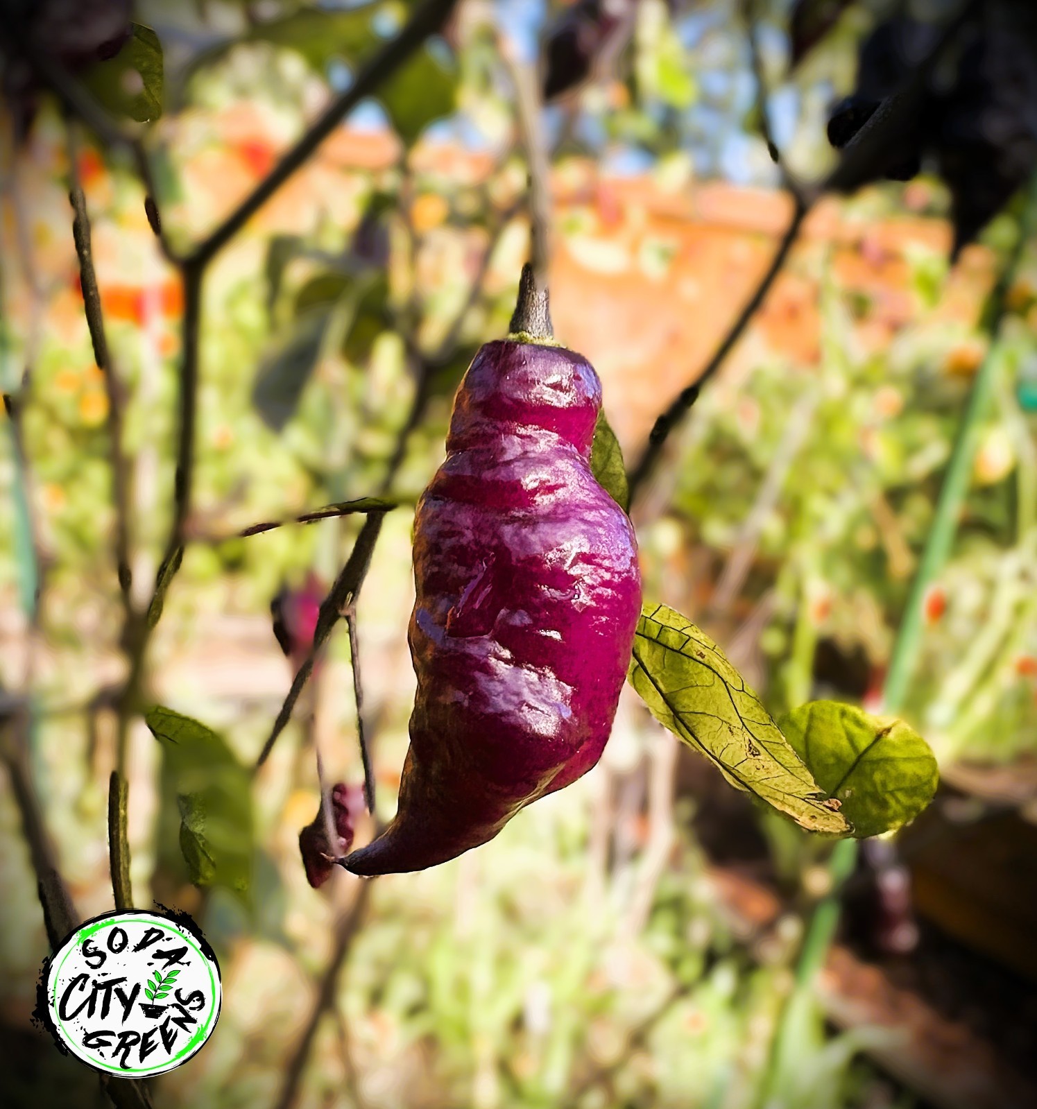 Dream DD Pepper Seeds