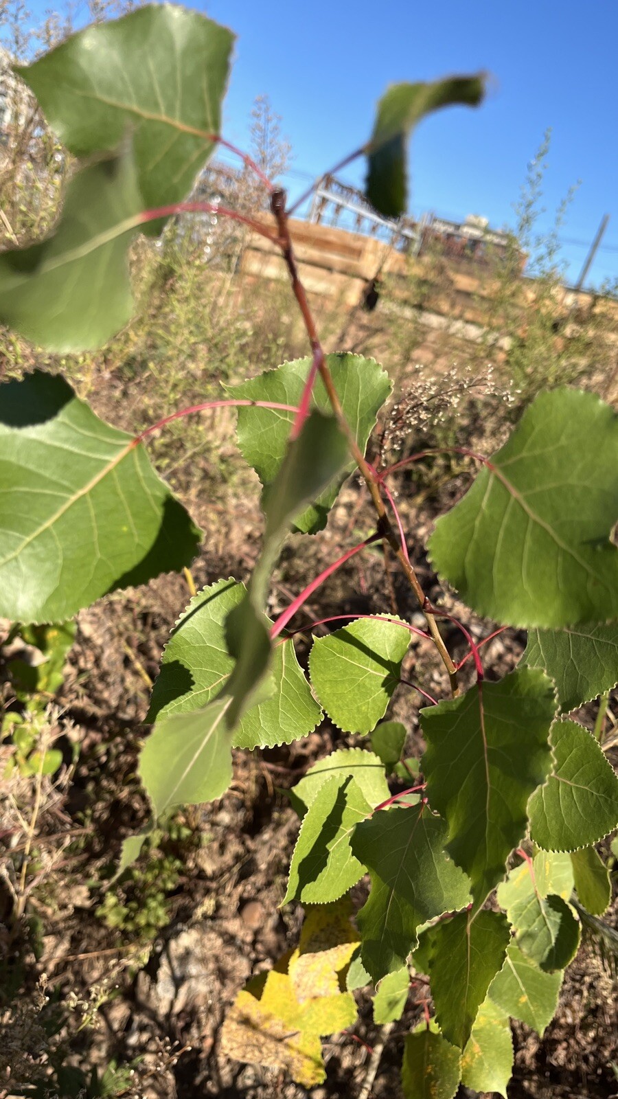Cottonwood Tree, 1 year old healthy plant, Populus Fremontii 8-12 inches tall