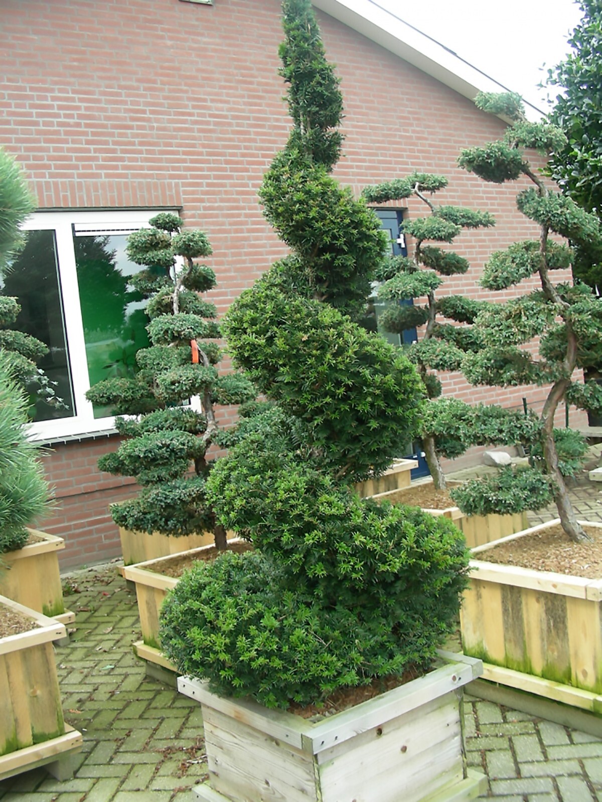English Yew, Taxus baccata, Tree Seeds (Evergreen, Topiary, Bonsai)