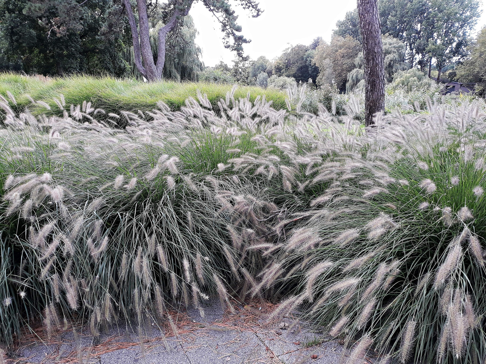 25 DWARF FOUNTAIN GRASS Pennisetum Alopecuroides Hardy White Plume Seeds