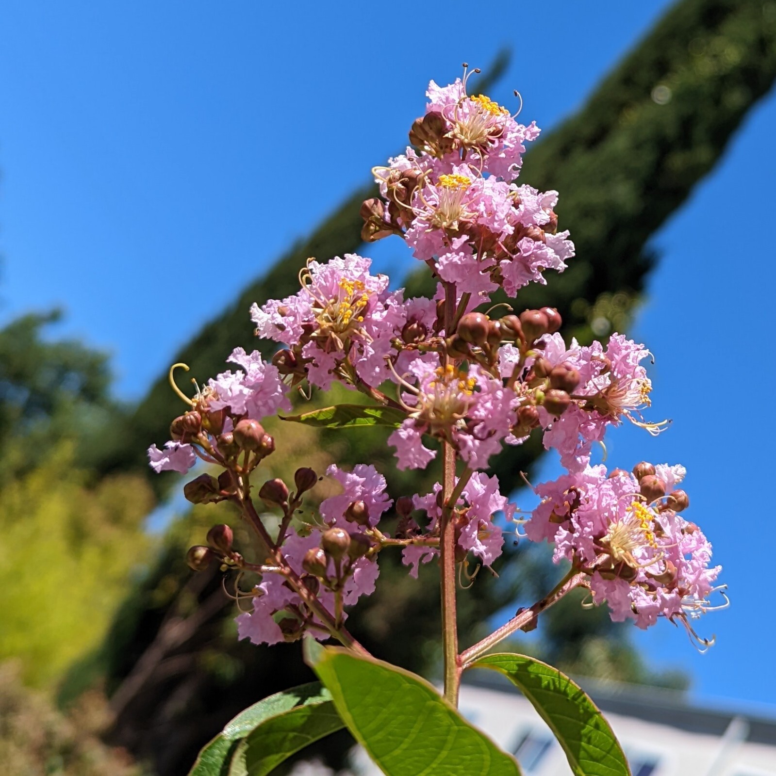Crape Myrtle Tree Seeds crepe(Lagerstroemia indica)(Pink), 100 seeds