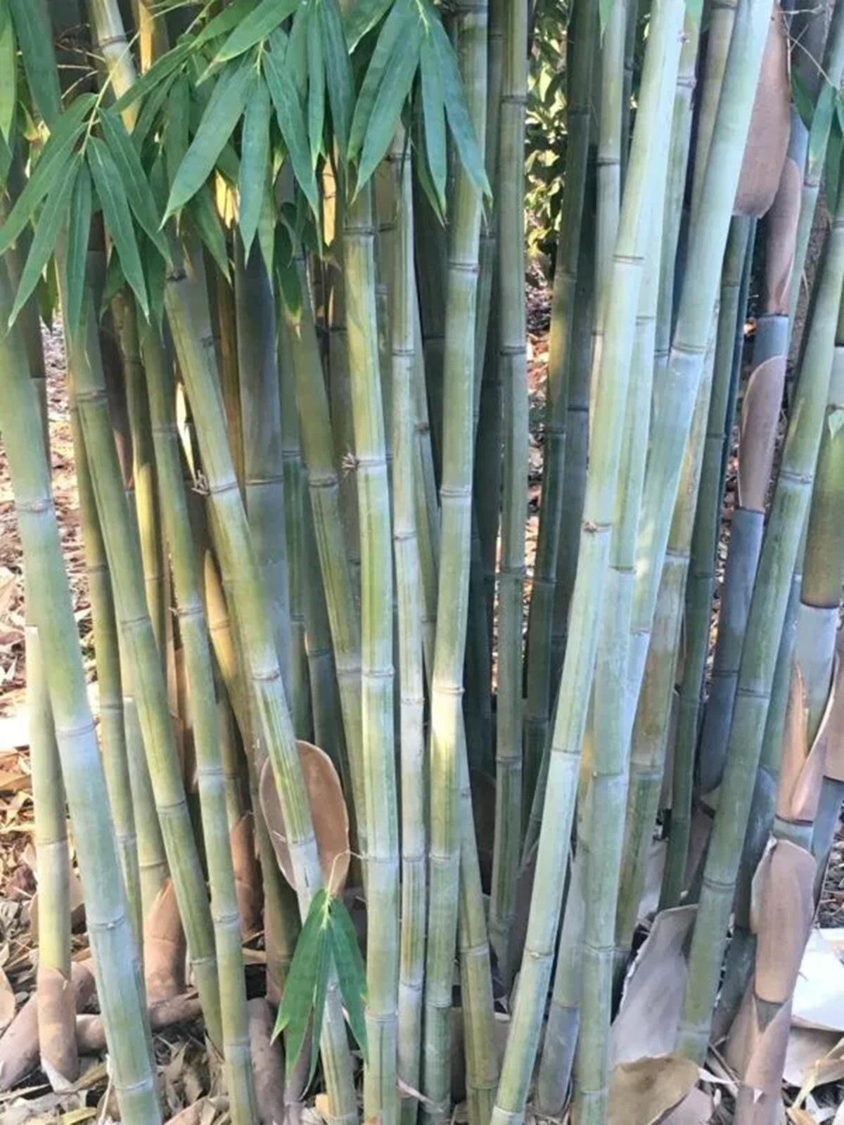 100 Angel Mist “Ghost” Bamboo Seeds Perennial Seed Ornamental Privacy US SELLER