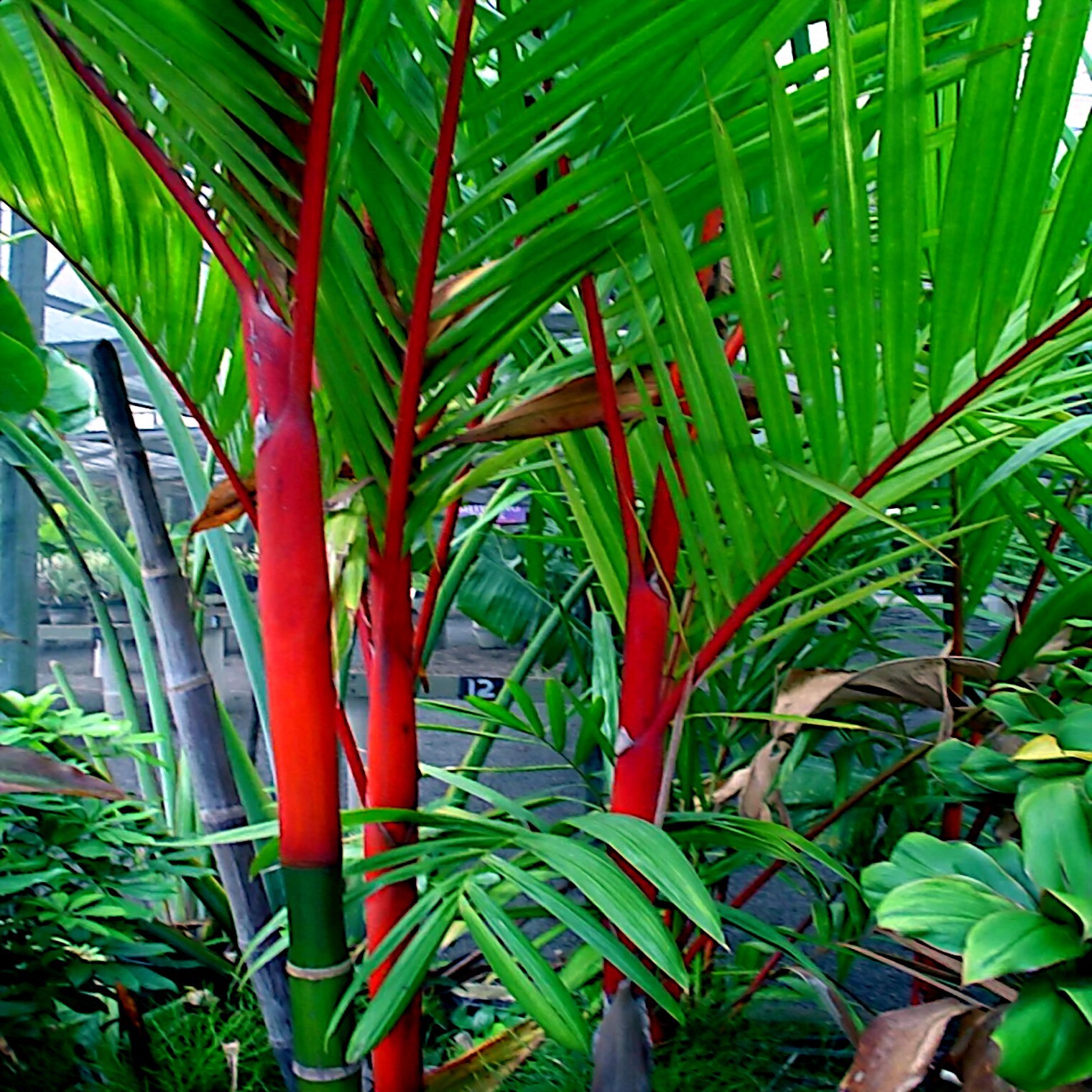 RED SEALING WAX “LIPSTICK PALM” TREE SEEDS (Cyrtostachys renda) House Plant RARE