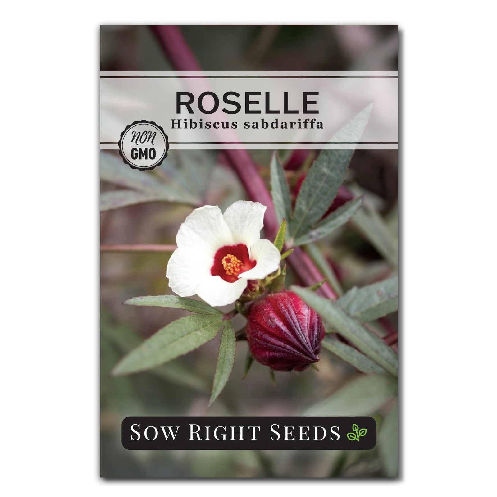 Roselle Seeds Hibiscus Sabdariffa Edible Flower Garden NonGMO Heirloom Planting