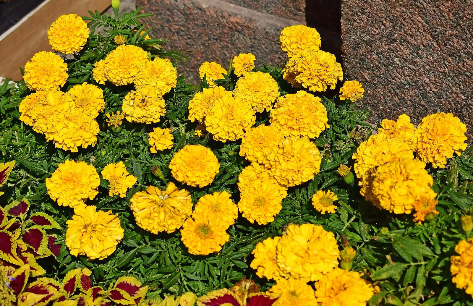 Yellow Brocade French Marigold Seeds – For 2025 Planting Dwarf Tagetes Patulas