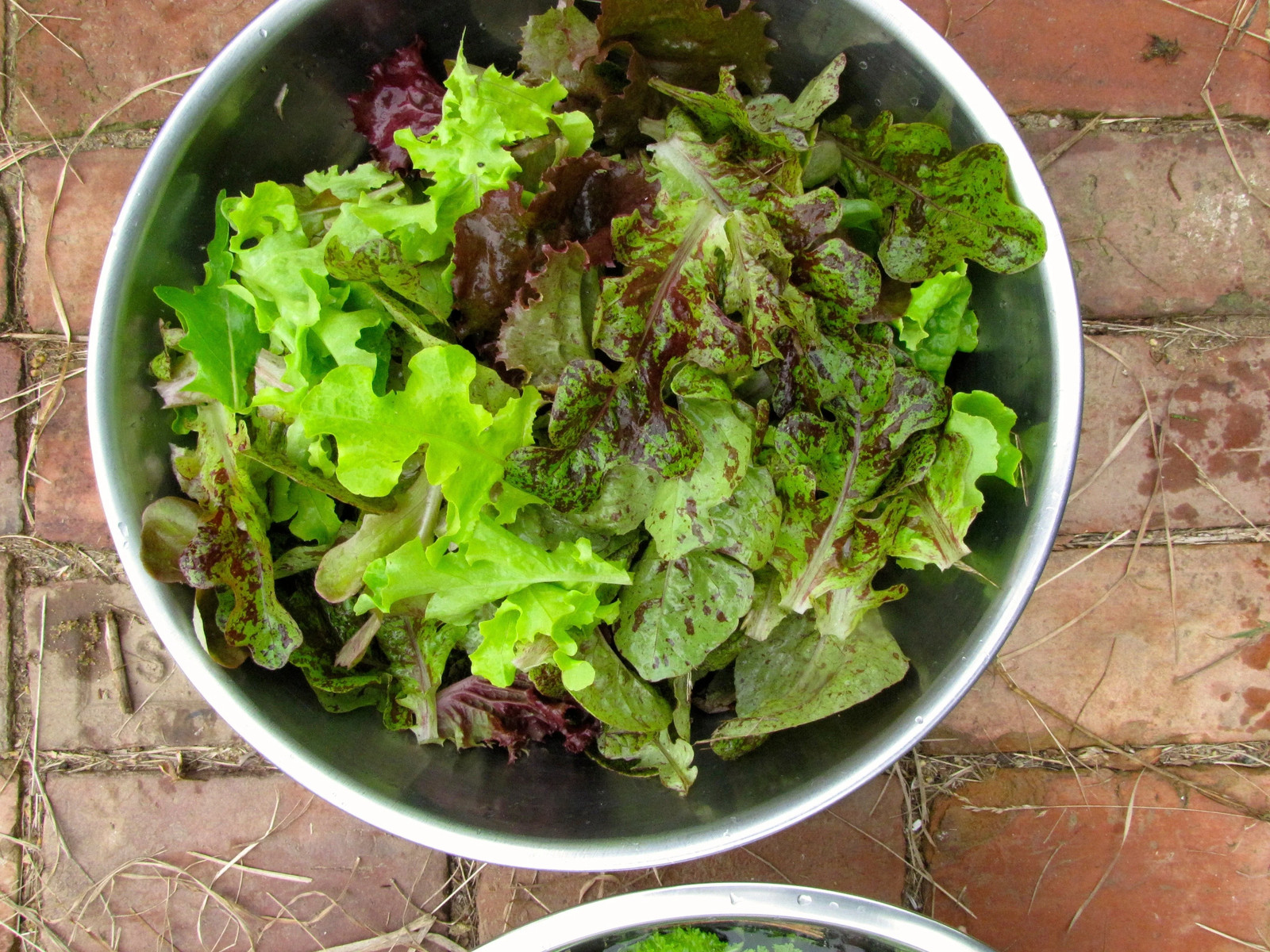 Freckles Romaine Lettuce Seeds | Lactuca Red Speckled Leaf Vegetable Seed 2024