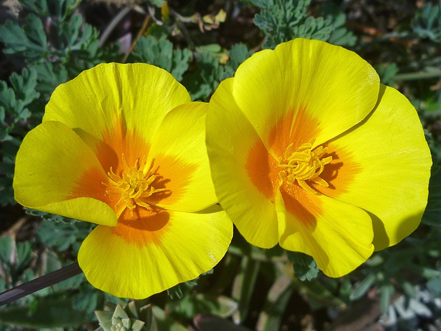 Golden West California Poppy Seeds Eschscholzia californica. Free Shipping!