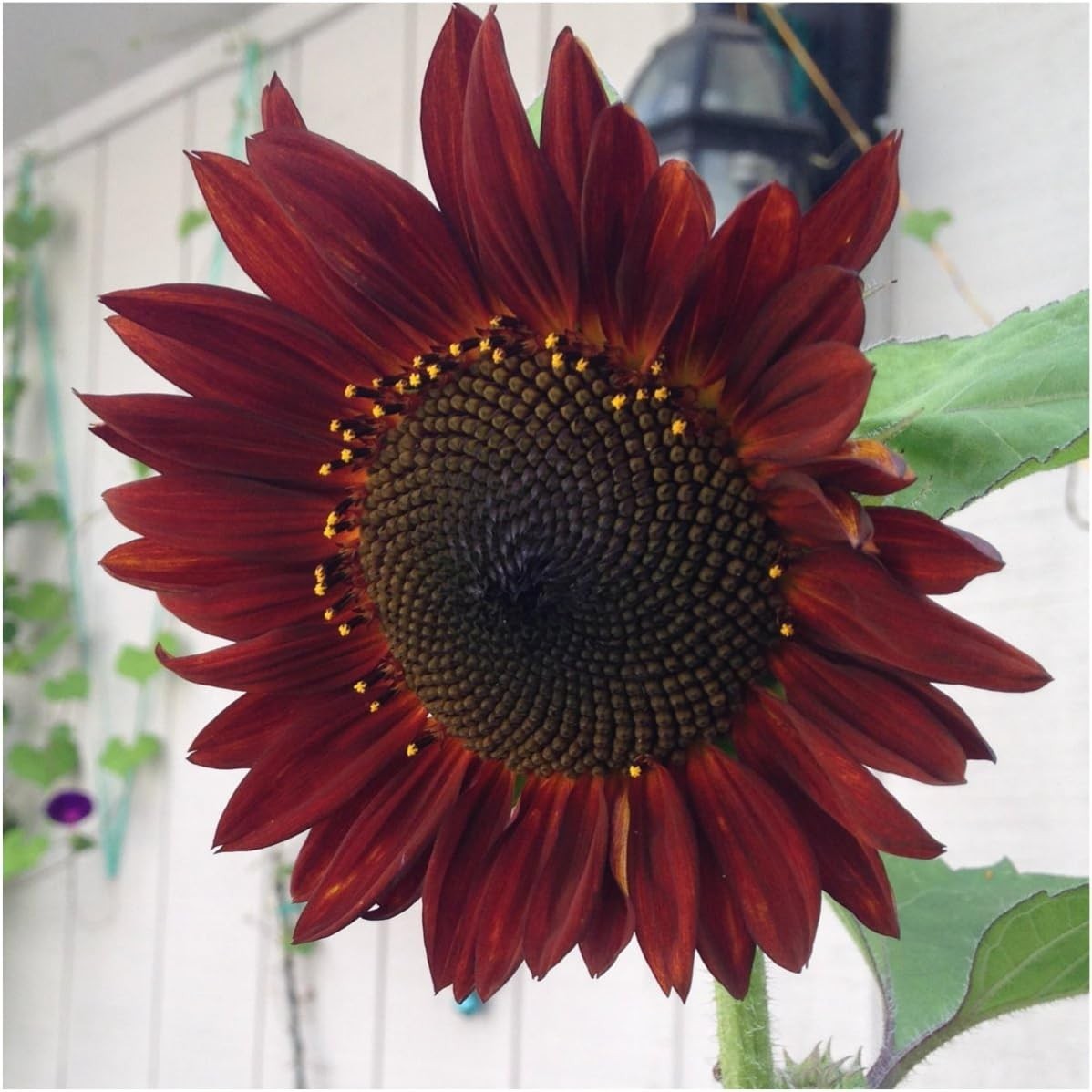 Seed Needs Sunflower Seed Packet Variety Collection – 6 Unique Varieties