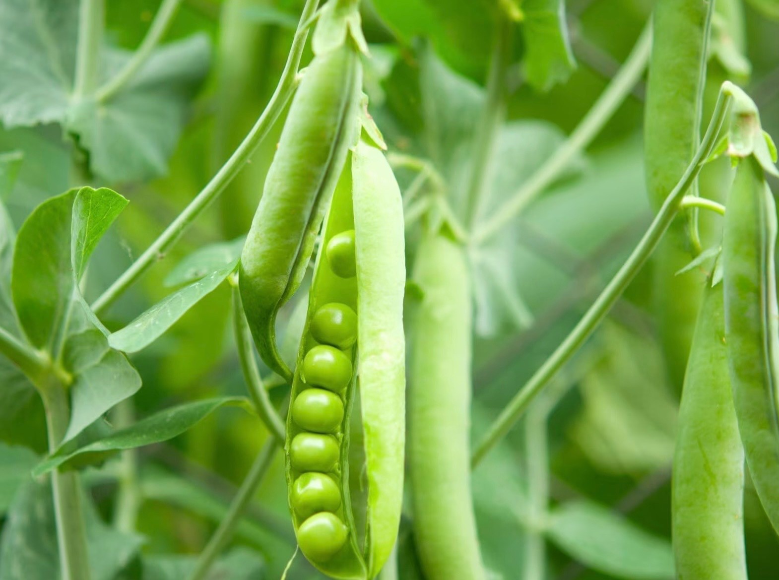 Fresh Pea Seeds | Little Marvel, Compact Semi-Dwarf Non-GMO Heirloom, USA Seller