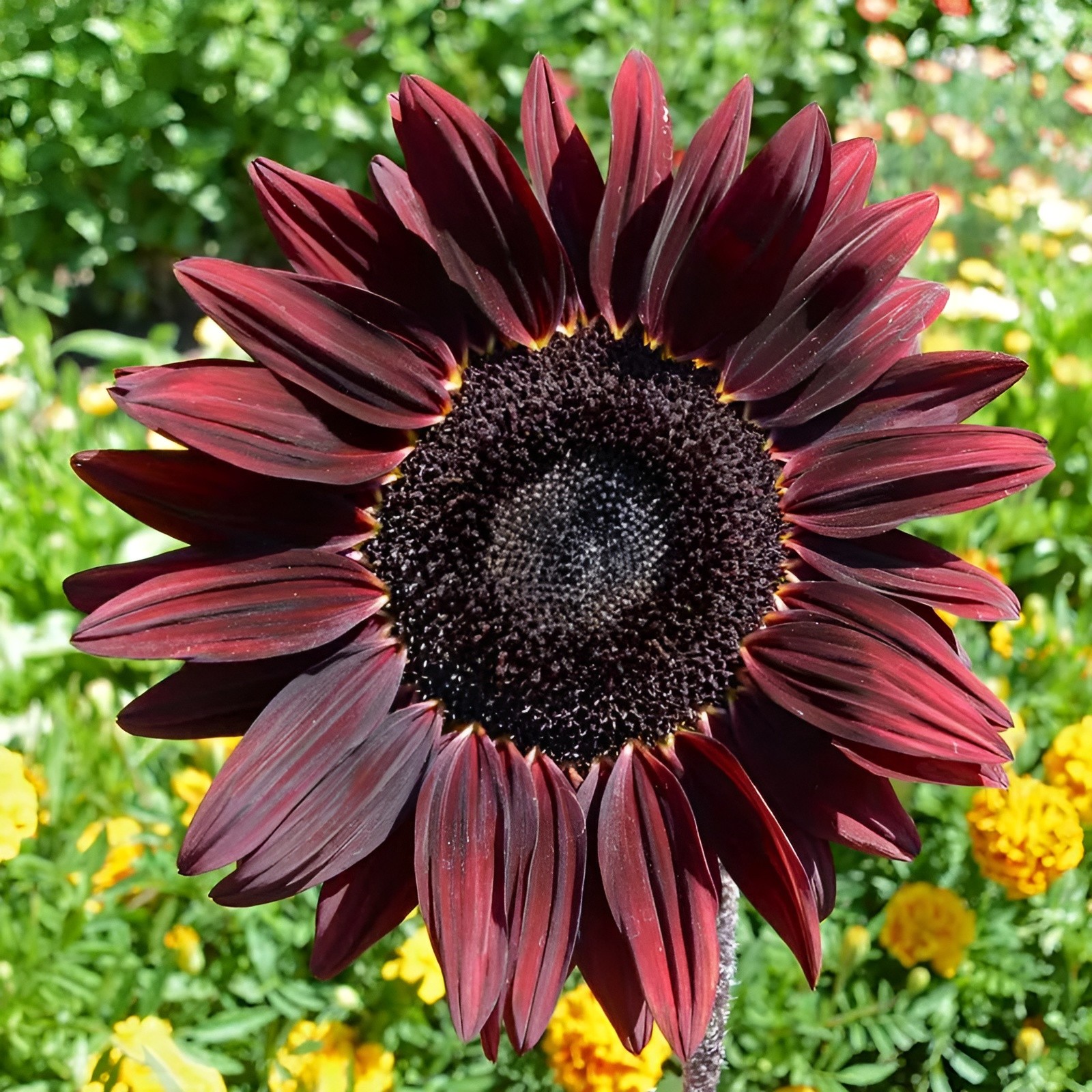 50 Chocolate Cherry Sunflower Seeds – Deep Red to Chocolate Blooms – Stunning!!