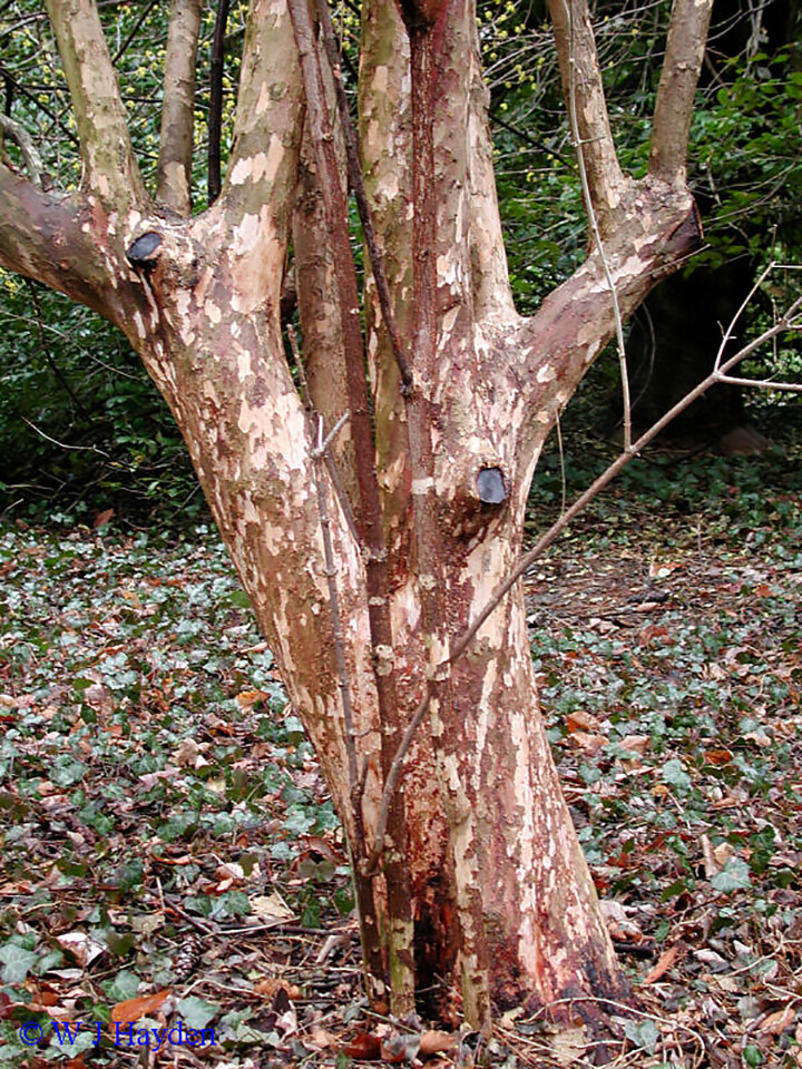 Cornelian Cherry Dogwood, Cornus mas, Tree Seeds