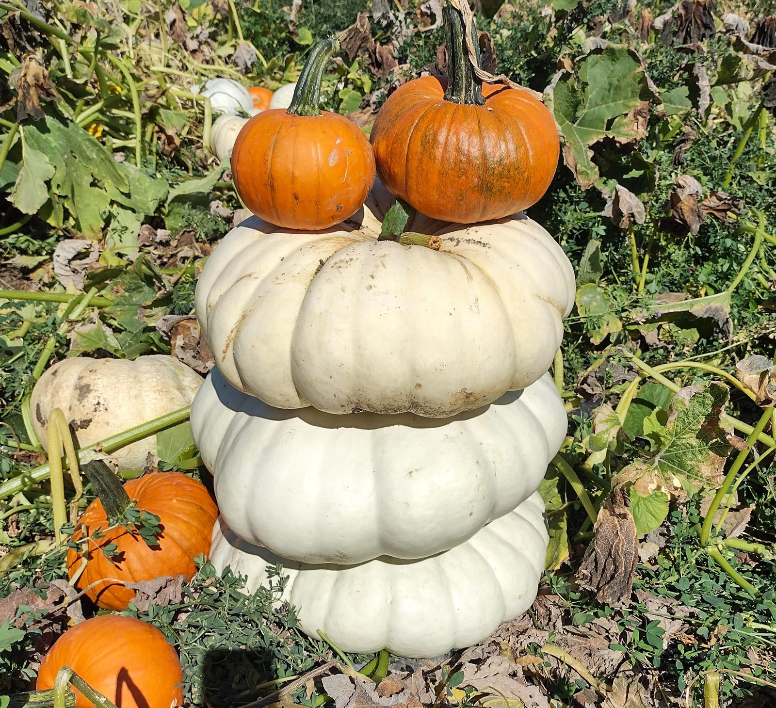 Flat White Boer Pumpkin Seeds | Stackable Cinderella Casper Squash Seed 2025