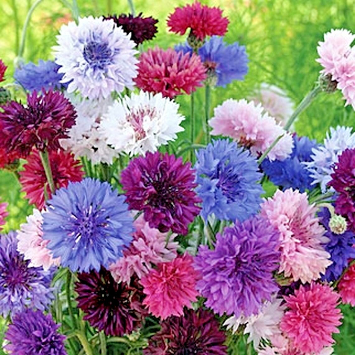 501+CORNFLOWER BACHELOR BUTTON Mixed Seeds Cut Dried Flowers Garden Container