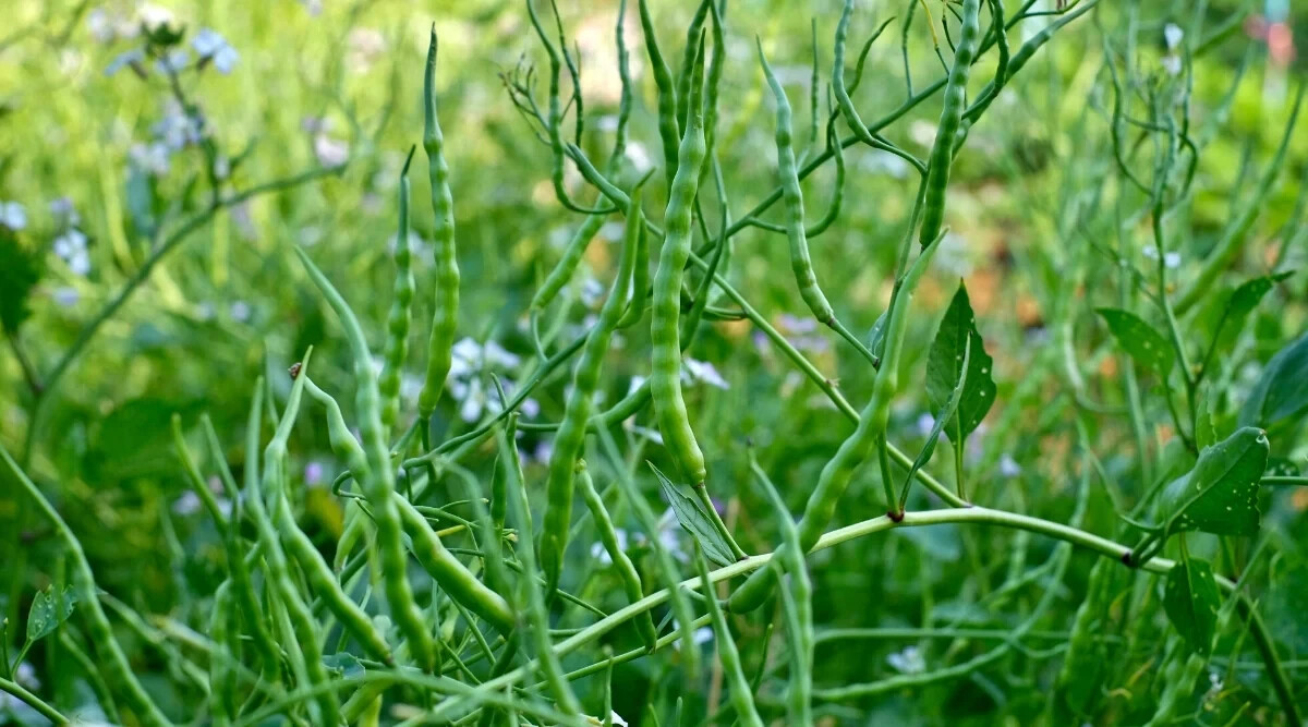 500+ Singara Rat’s Tail Radish Seeds for Garden Planting – USA – FREE SHIPPING!