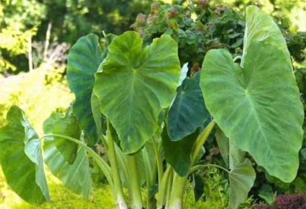 3 LIVE Colocasia Esculenta Elephant Ear Taro Gabi Kalo Eddo Bulbs READY to GROW