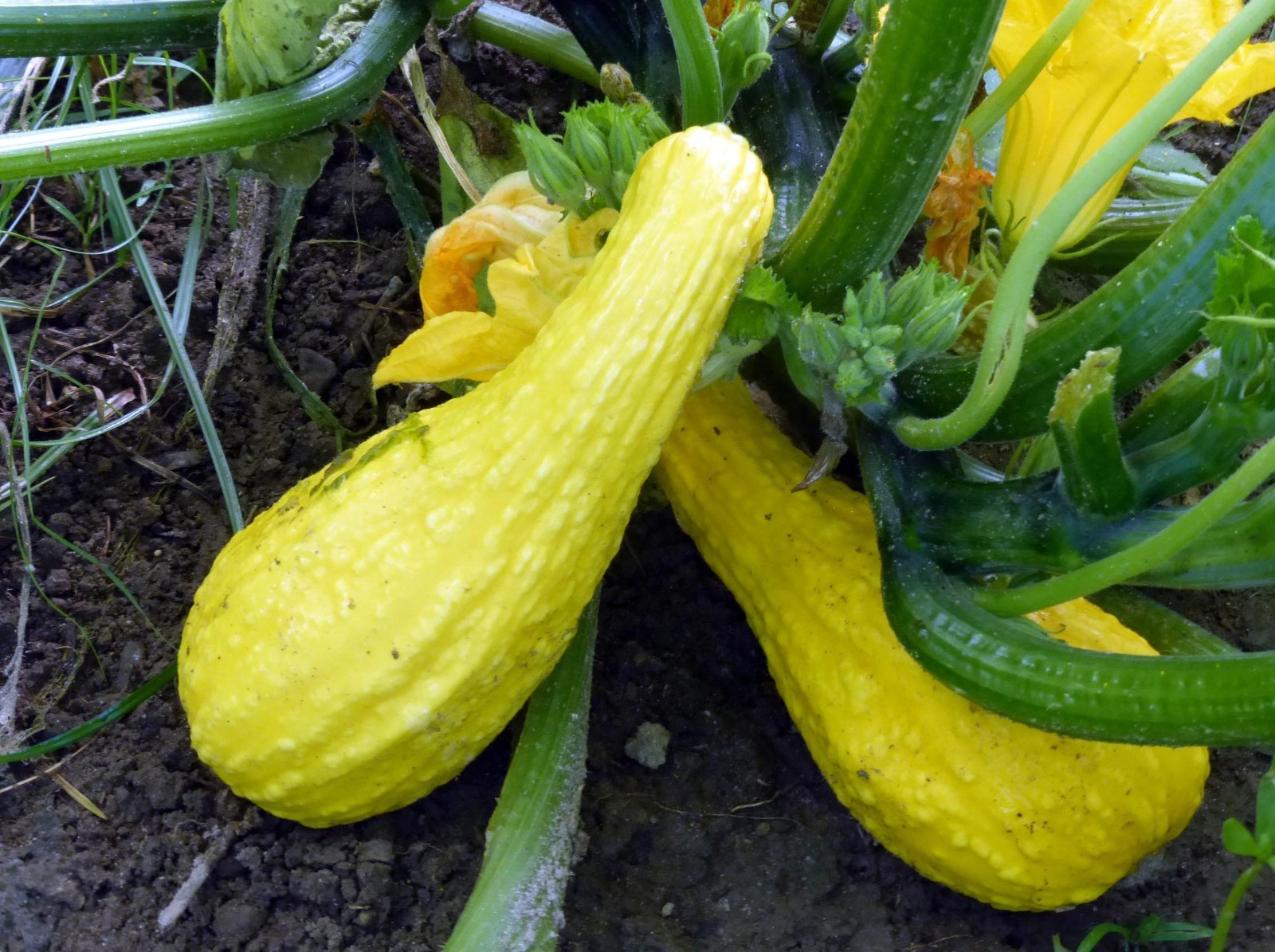 20 Quality Fresh Early Summer Crookneck Summer Premium Squash Seeds-A 25