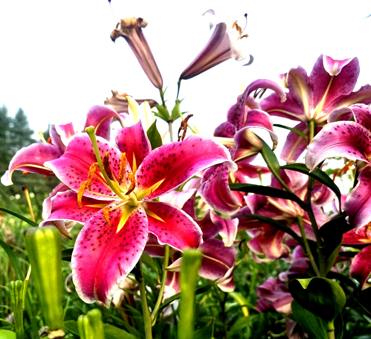 Lily Flower Bulbs 4 Stargazer Pink White Large Exquisite Flowers Spring Plant