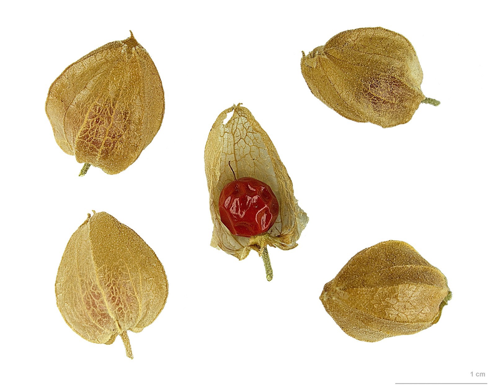 50 Ashwagandha Seeds – Organic – Withania somnifera – Indian ginseng