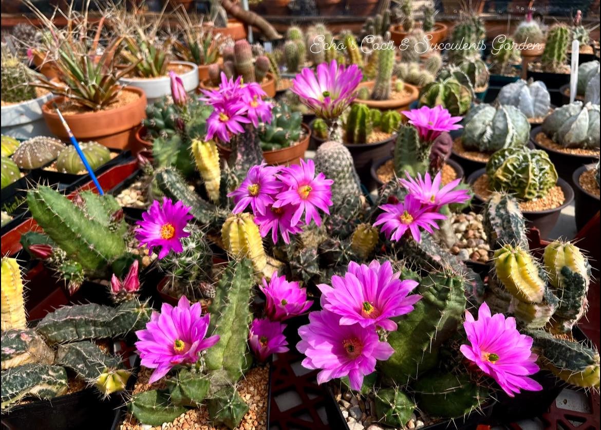 Seed- Echinocereus knippelianus x moriccalii 25-100 seeds (2026)
