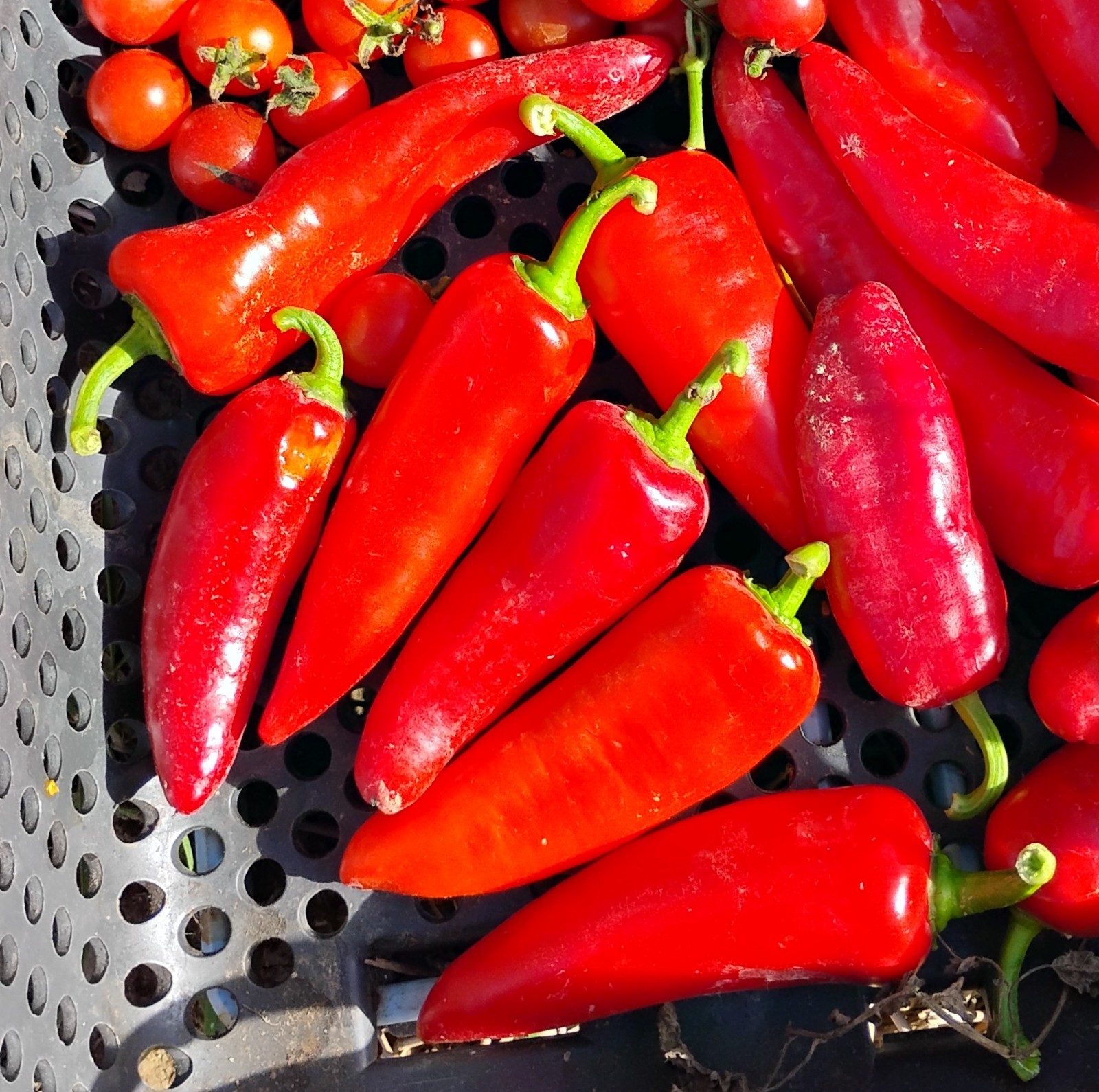 50 Ct. Great Lakes Mild & Sweet Pepper Seeds – Organic, Non-GMO, Michigan Grown