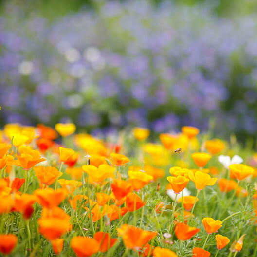 California Poppy ORANGE Wild Majestic Elegant Annual/Perennial Non-GMO1000 Seeds