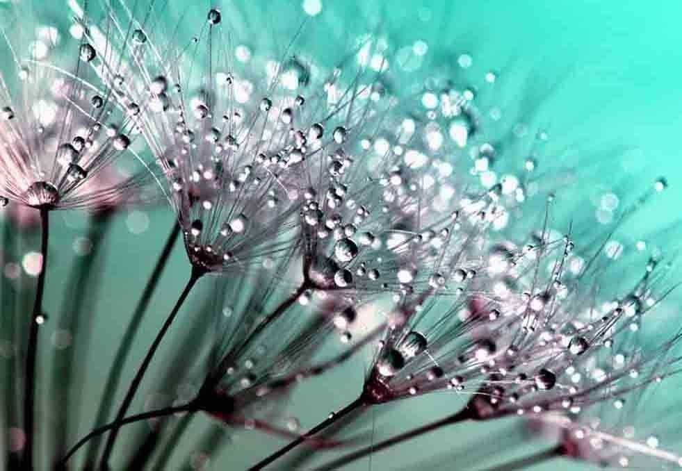 1000+ DANDELION SEEDS AUTUMN MICROGREENS SALADS HERB ORGANIC PERENNIAL NON-GMO