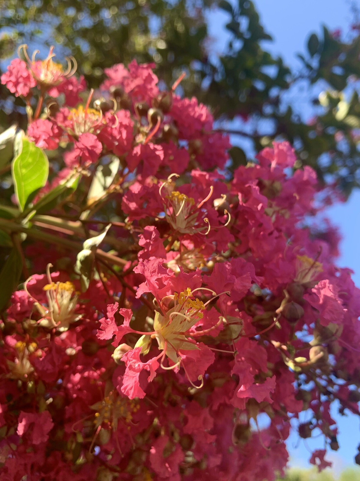 Pink Lagerstroemia indica, Dwarf Crape Myrtle, 100 Seeds 2024 – USA