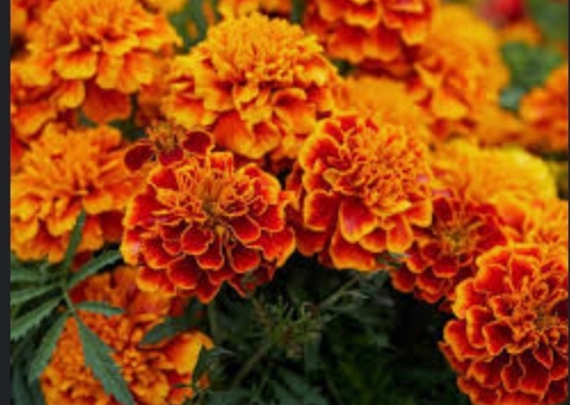 SEEDS – Marigold Variegated Orange/Yellow/Red 12″ Diameter Hearty Plants