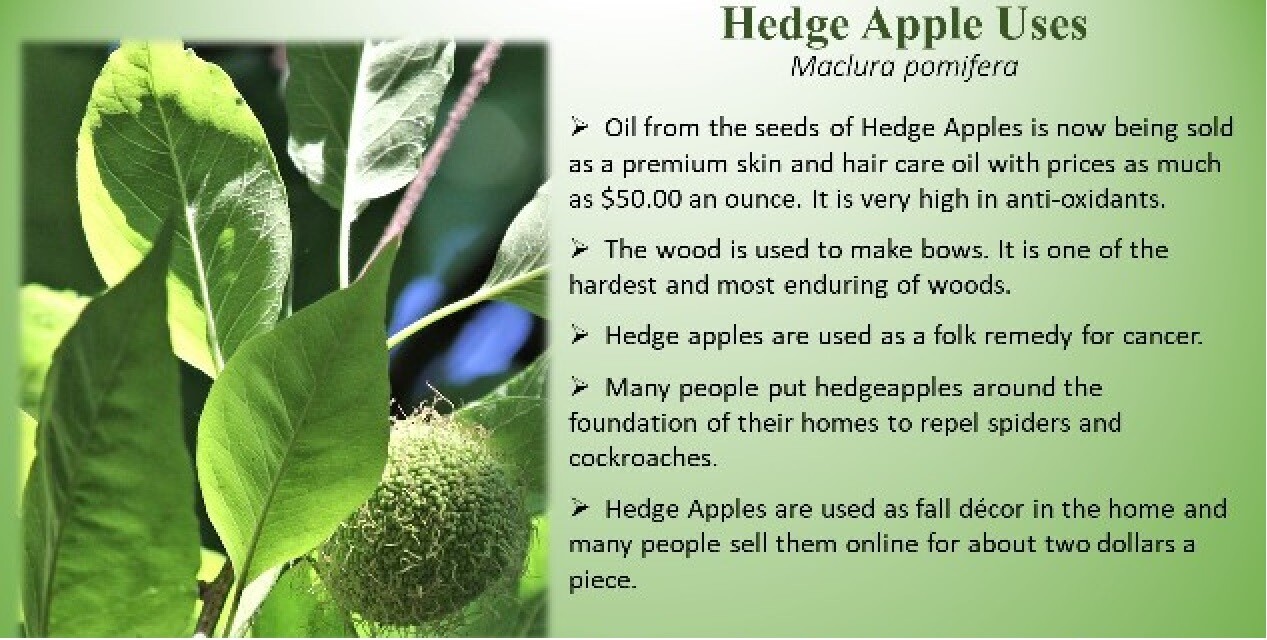 Hedge Apple Osage Orange Tree Seeds Horse Apple Monkey Maclura Ball Size: 10-100