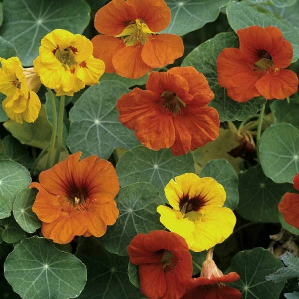 Nasturtium Flower Seeds Whirlybird Mix “COOL BEANS N SPROUTS” Brand