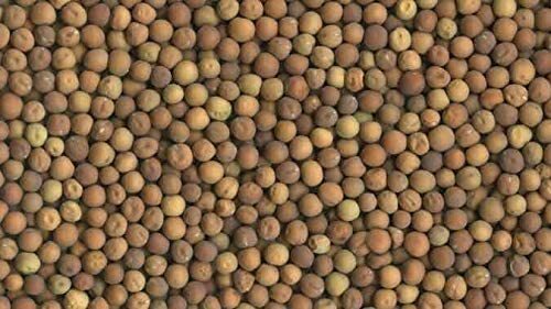 16 oz Brown Speckled Pea