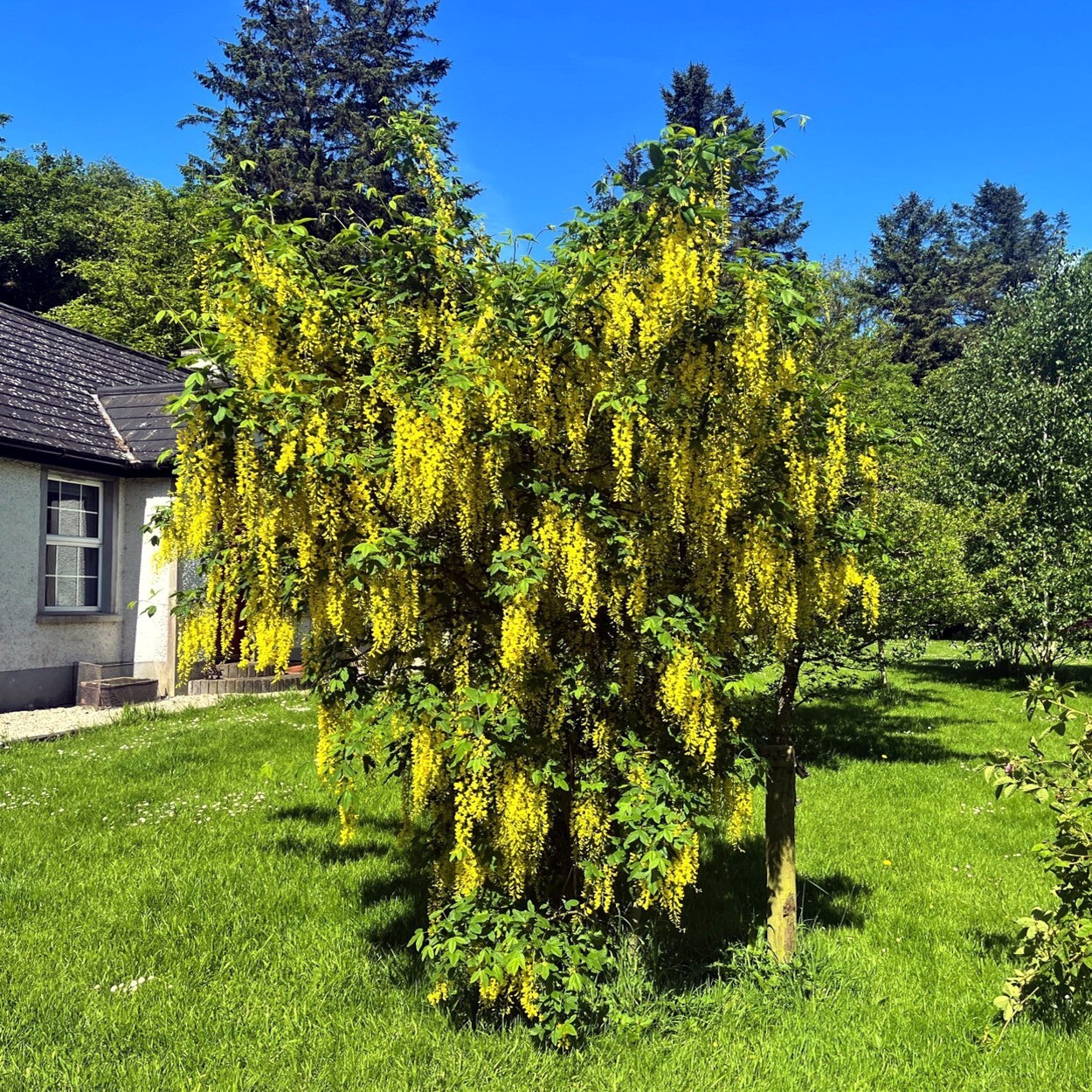 GOLDEN CHAIN TREE SEEDS (Laburnum anagyroides) “Wisteria Like” Flowering Plant