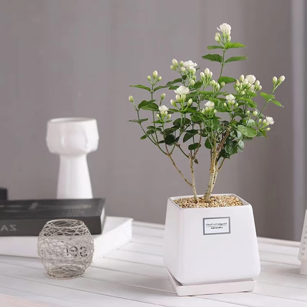 100+ Climbing Jasmine Flower Seeds Fragrant Plant for Planting Garden Home F…