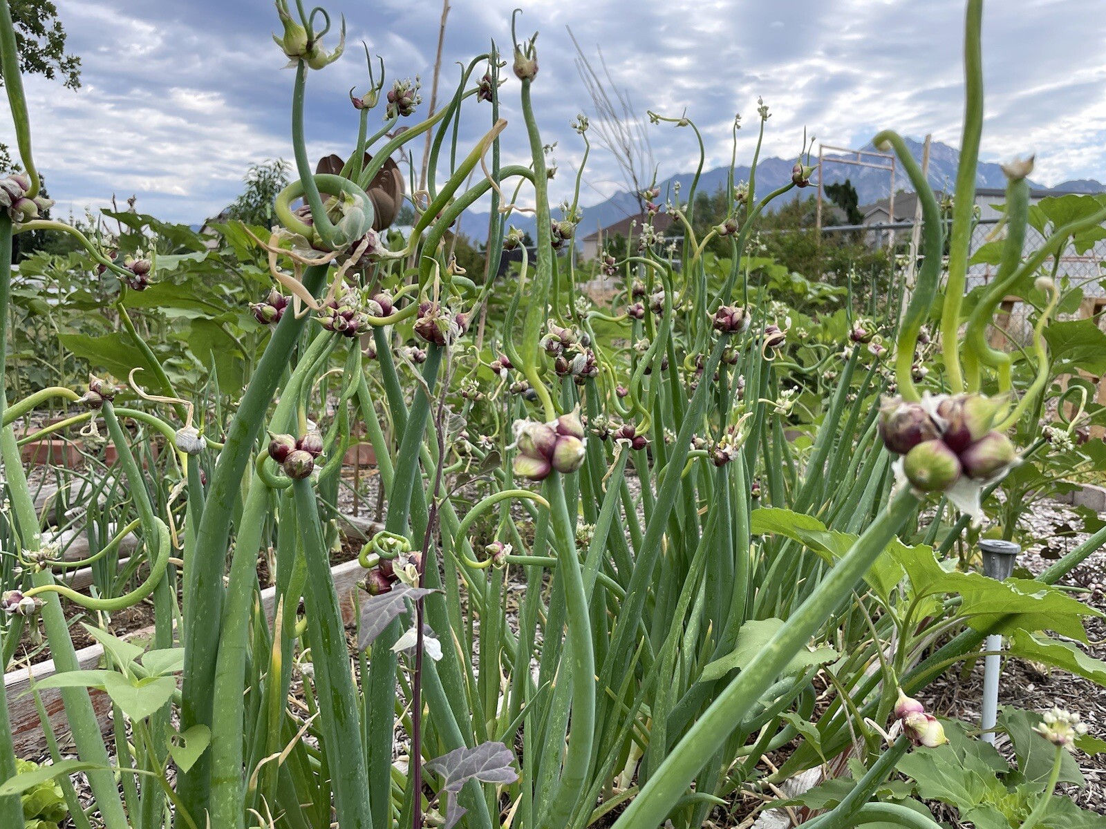 Organic Egyptian Walking Onion Bulbs