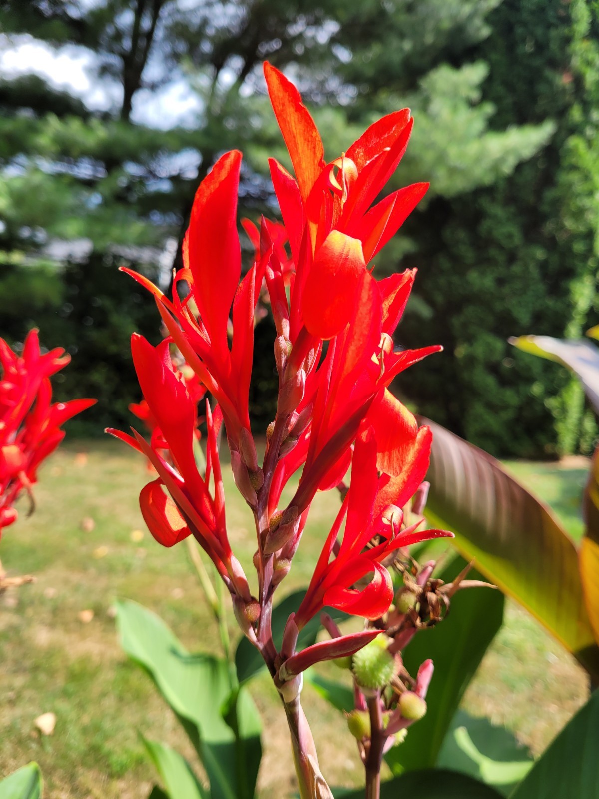 25 Canna Lily Seeds -Musifolio -Red Flwr -Bronze Leaf -6-10 ft tall Free Ship