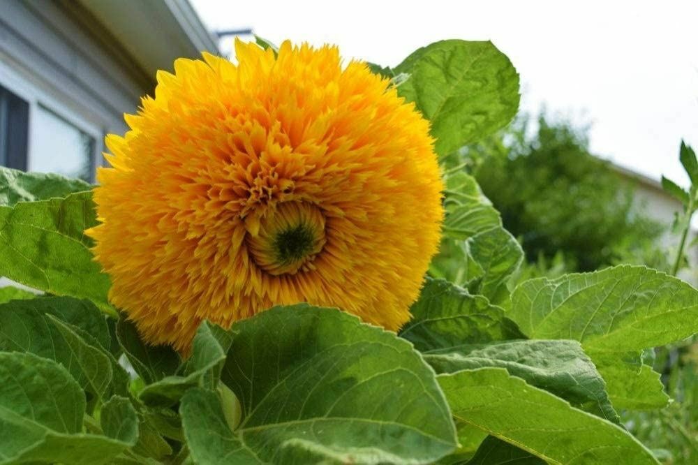 Sunflower Flower Seeds, Giant Sun Gold “COOL BEANS N SPROUTS” Brand