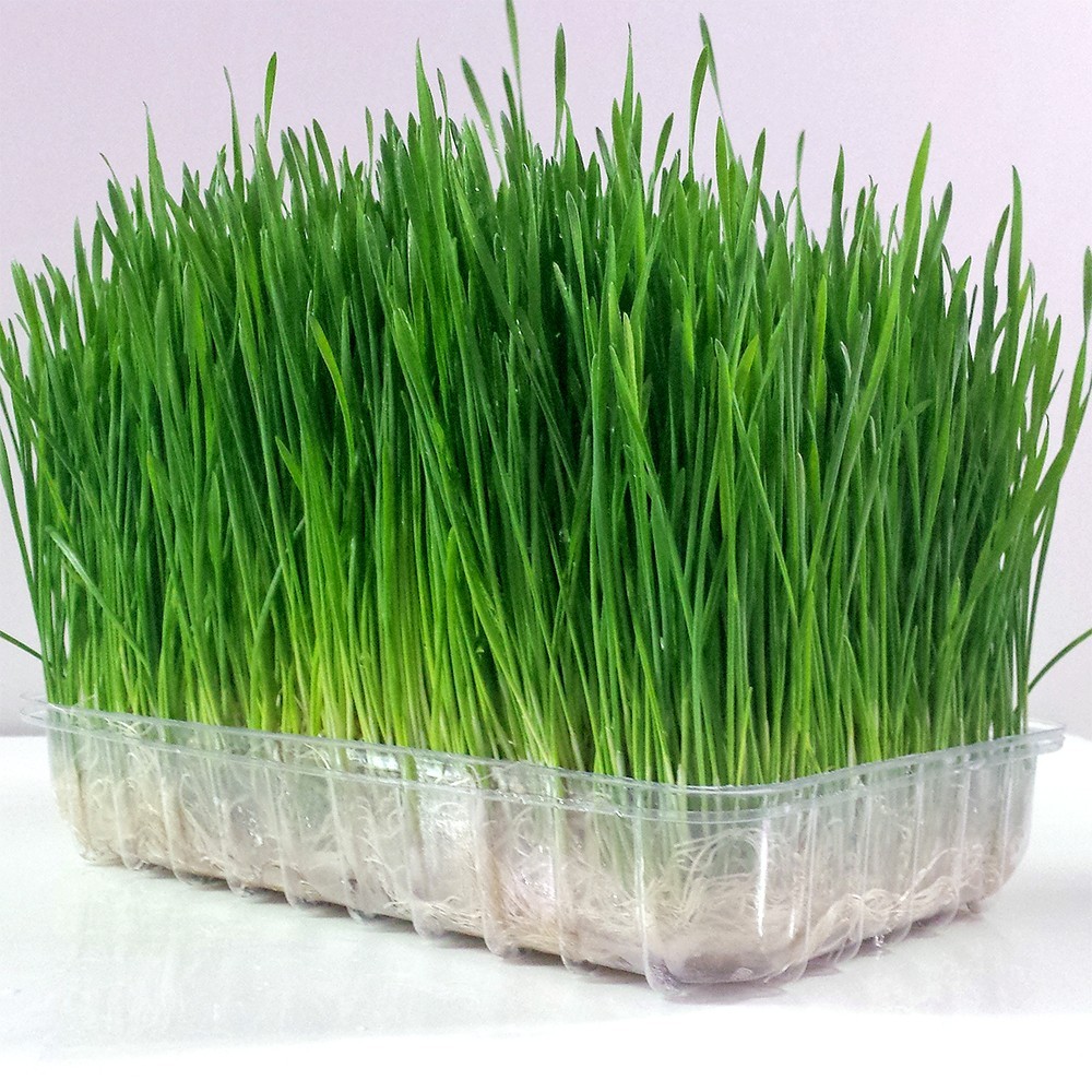 Wheat Grass / Cat Grass Seeds ~ Certified USDA Organic Amounts up to 50 LBS BULK