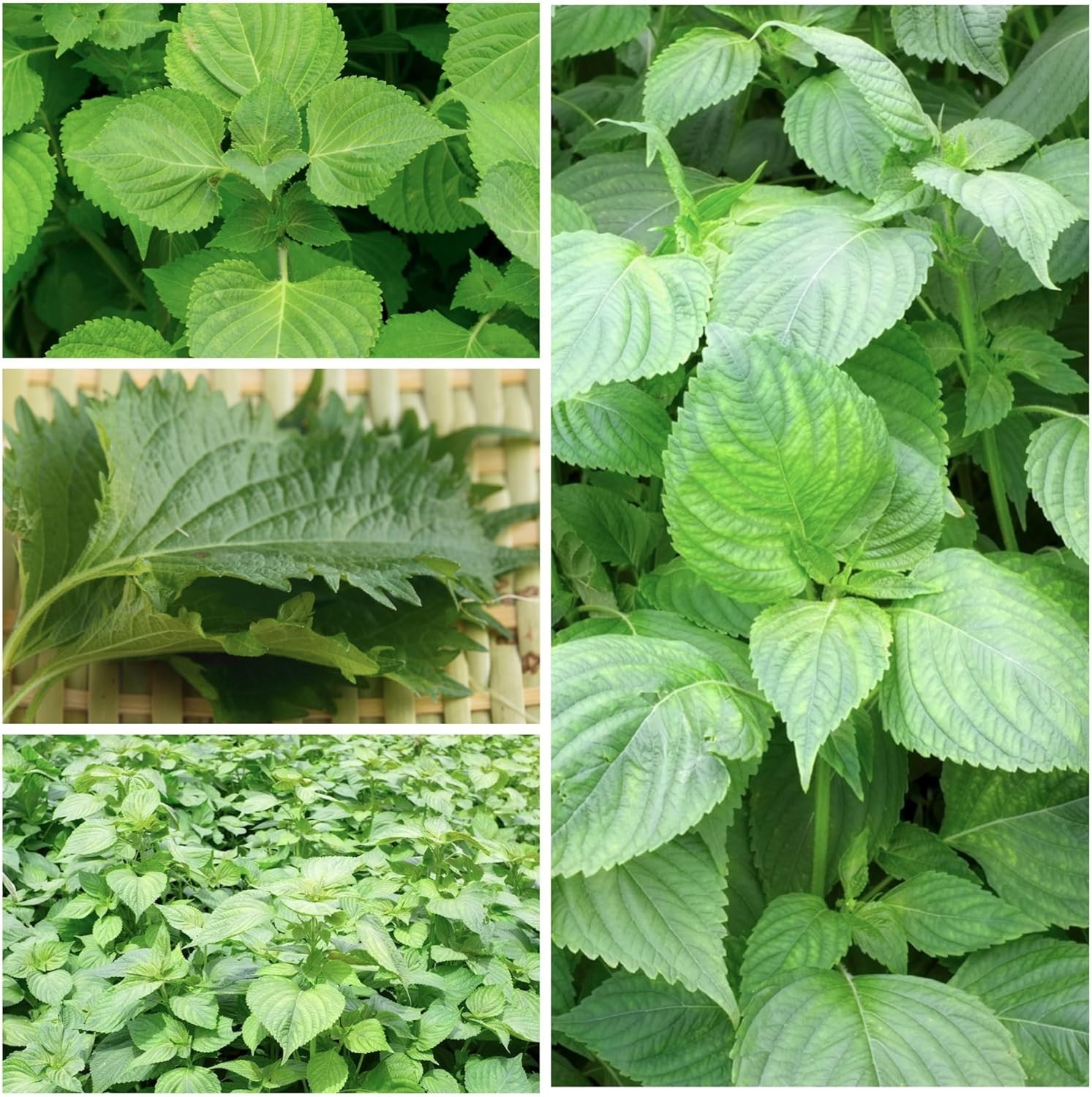 Shiso Seeds for Planting Green & Red Perilla – Non-GMO Heirloom & Untreated H…