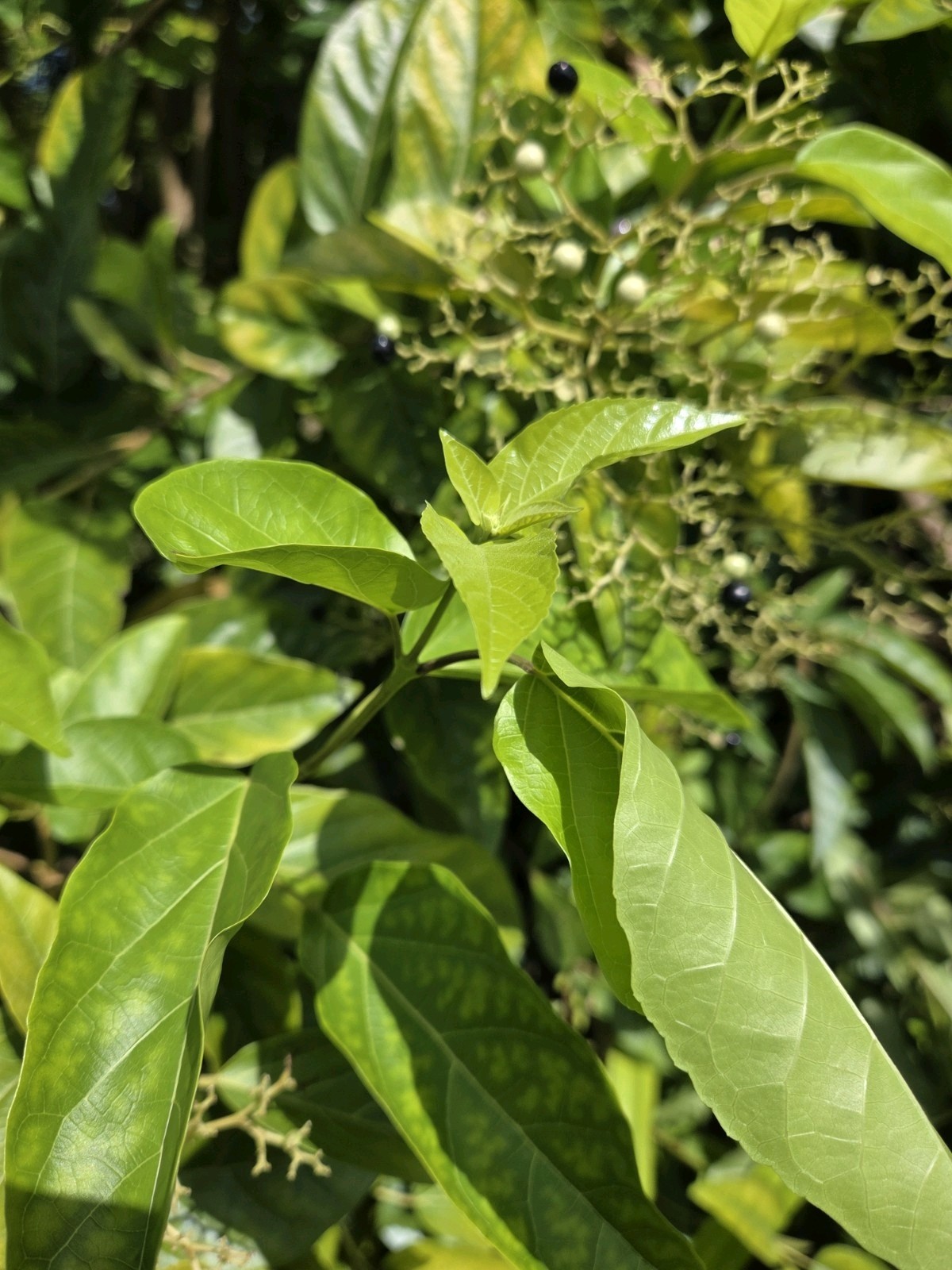 30 seeds of La Cach, cay vong cach,Premna serratifolia L. – harvest Aug-Sept2025