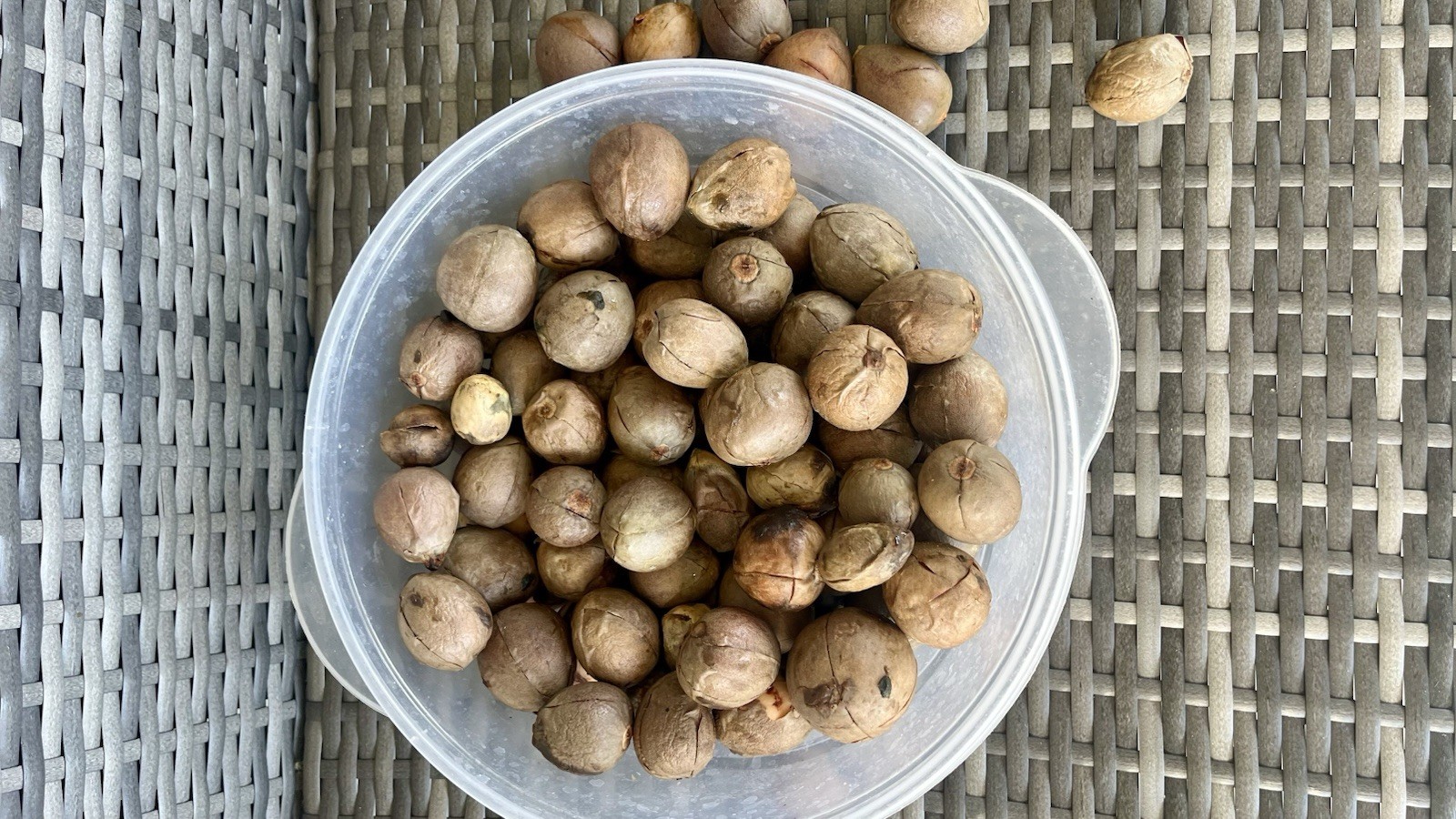 Avocado Tree Seeds (hass) 10pc