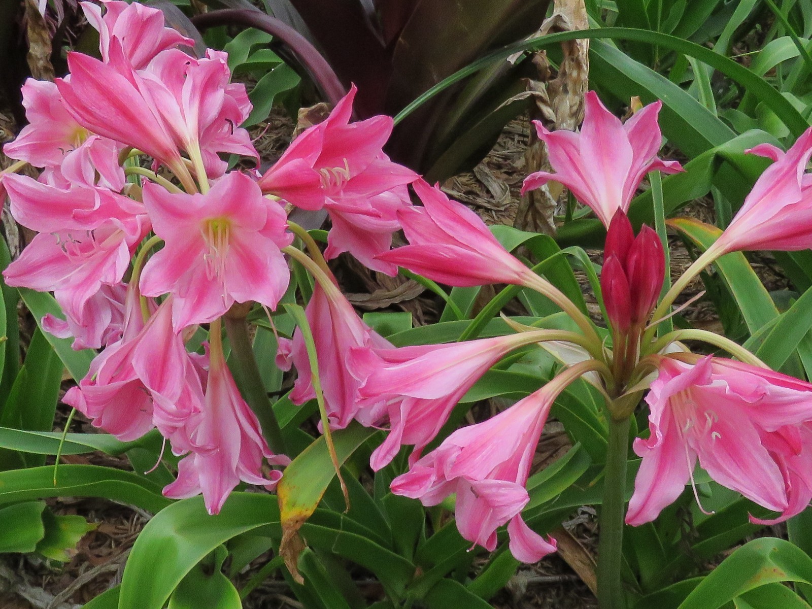 Crinum Lily, Carnival #02, medium-size bulb, NEW, stunning, RARE