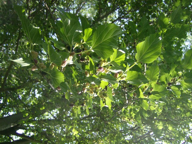 50 BLACK MULBERRY SEEDS – Morus nigra