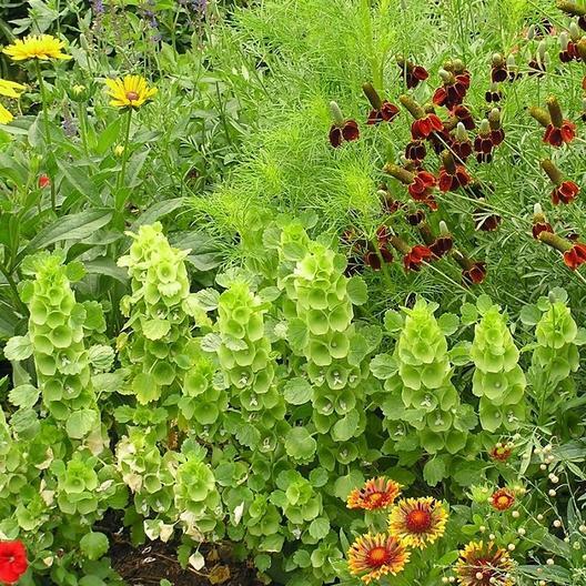 BELLS OF IRELAND Cut Flowers Drying Unusual Re-Seeds Heirloom Non-GMO 100 Seeds