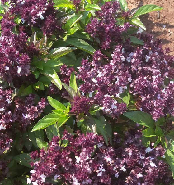 Basil HOLY BASIL Anise Ayurvedic Medicine & Tea Hindu Tulsi Non-GMO 200+ Seeds!